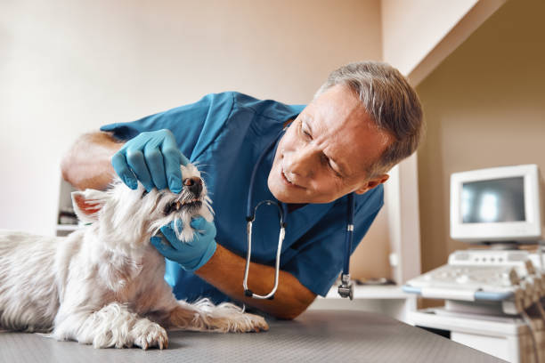 Best Weekend Emergency Dental Services in North East, MD